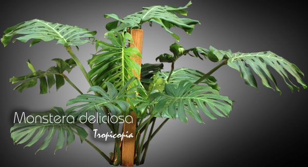 Philodendron - Monstera deliciosa - Splitleaf Philodendron,Mexican Breadfruit